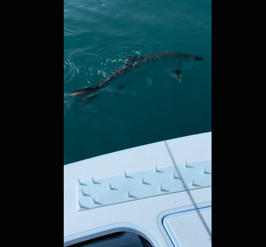 florida tarpon mat