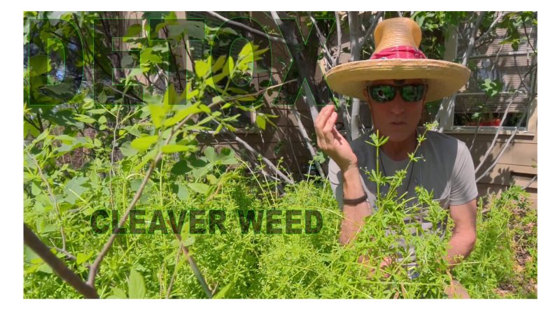wholistic fly fisher cleaver weed potential