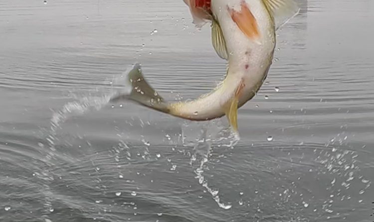Comanche Creek Bass in winter