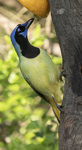 rio grande valley bird green jay