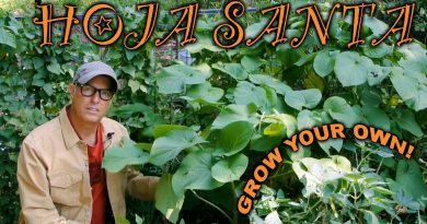 hoja santa a Texas staple plant for your yard