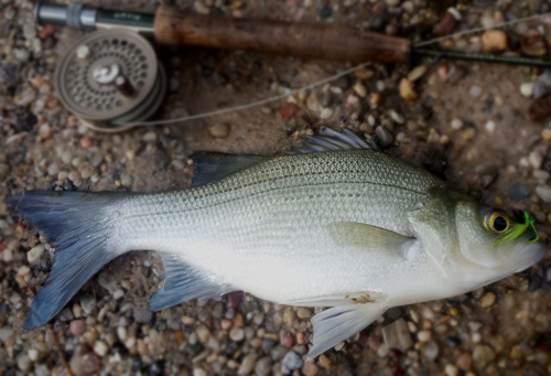 Fly Fishing for Houston Sand Bass - Courtesy Houston Fly Fishing