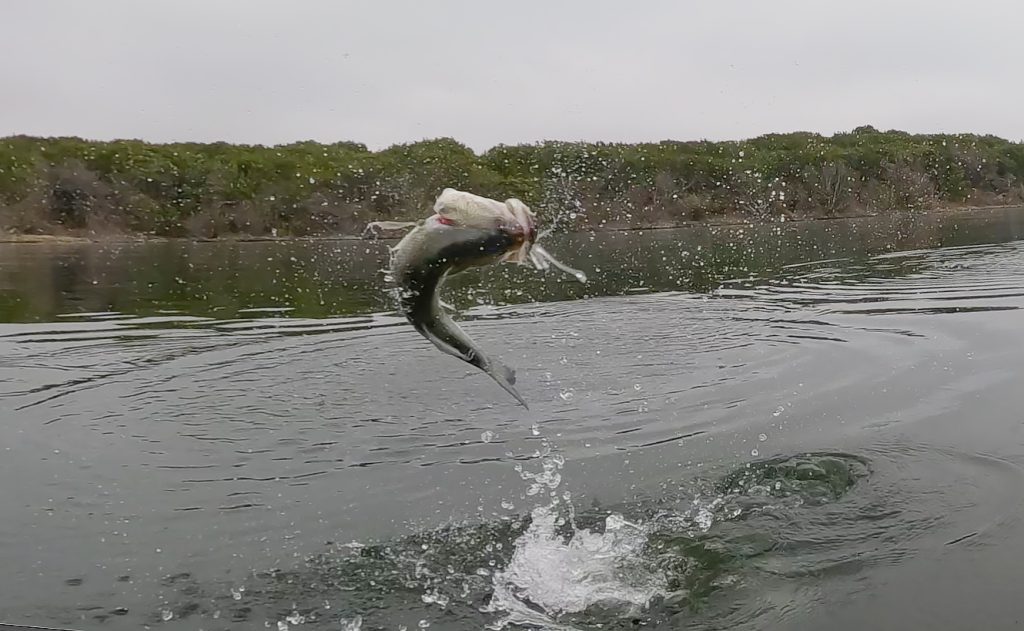 Comanche Creek Texas Bass
