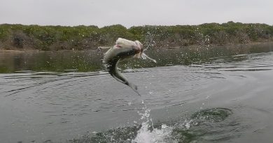 Comanche Creek Texas Bass