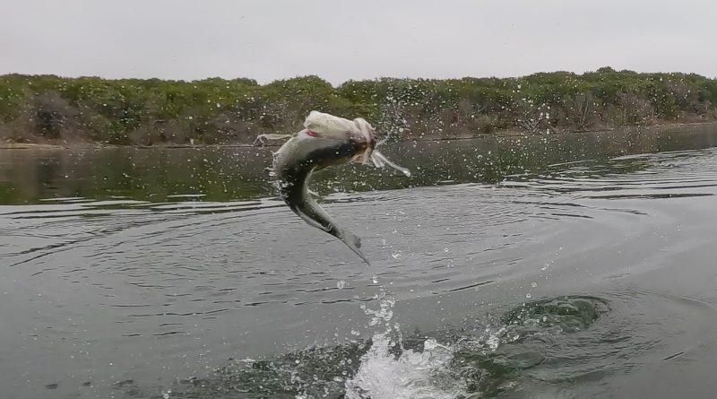 Comanche Creek Texas Bass