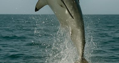 shark fly fishing