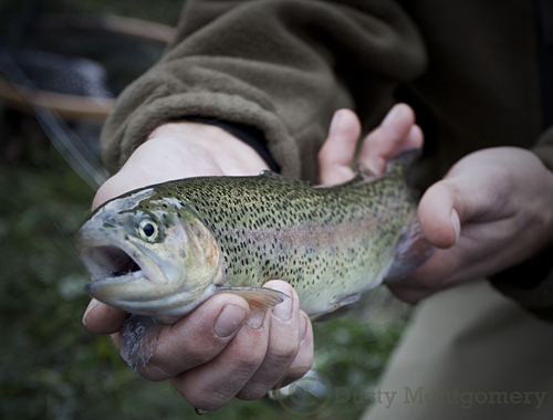 rainbow trout oklahoma 2009